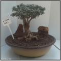 Bonsai Creations